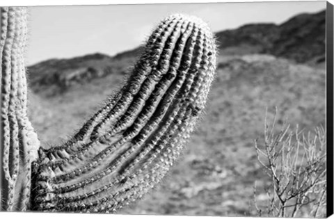 Framed Saguaro Print