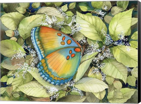 Framed Royal Butterfly Print