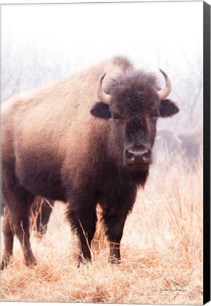 Framed American Bison V Print