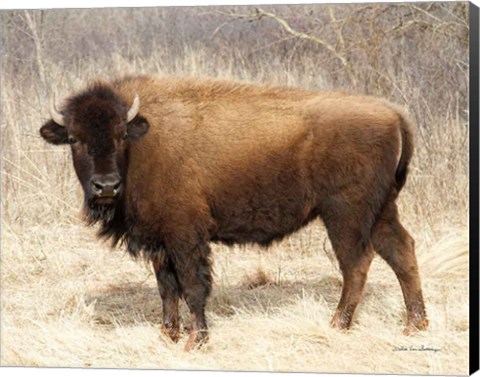 Framed American Bison I Print