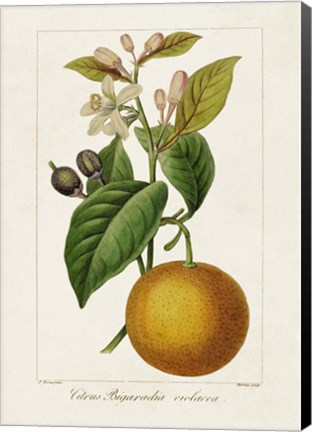 Framed Antique Citrus Fruit II Print