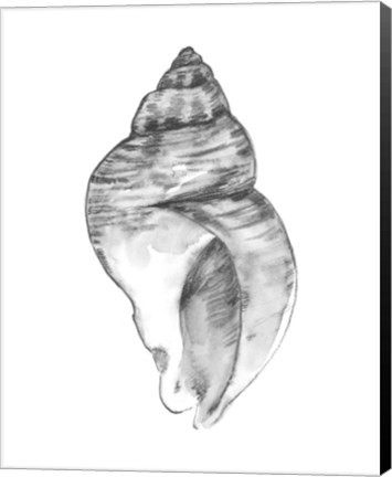 Framed Quiet Conch I Print