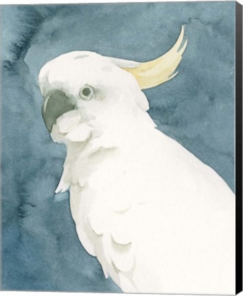 Framed Cockatoo Portrait II Print