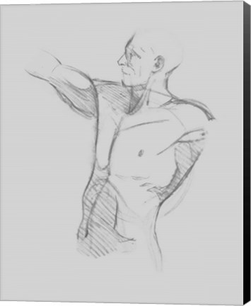 Framed Male Torso Sketch IV Print