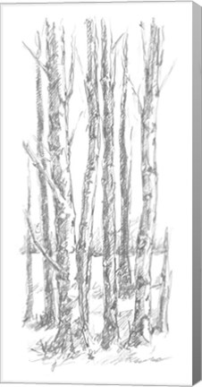 Framed Birch Tree Sketch I Print