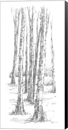 Framed Birch Tree Sketch II Print