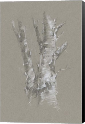 Framed Chalk Birch Study I Print