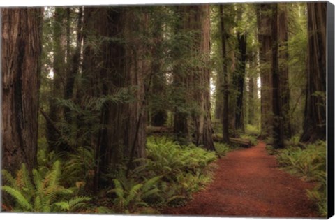 Framed Walk in the Woods I Print