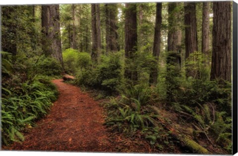 Framed Walk in the Woods II Print