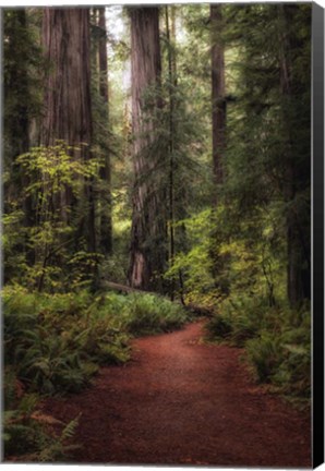 Framed Forest Path I Print