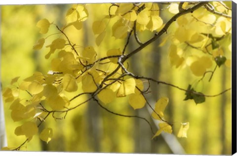 Framed Aspen Backlight Print