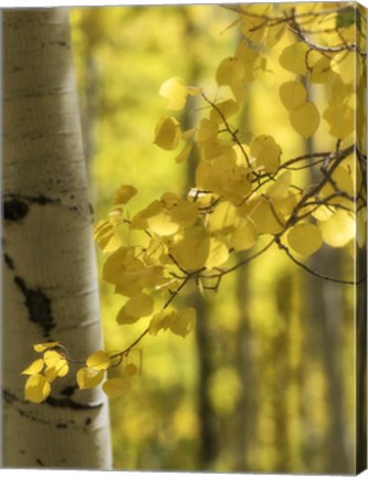 Framed Aspen Highlights Print