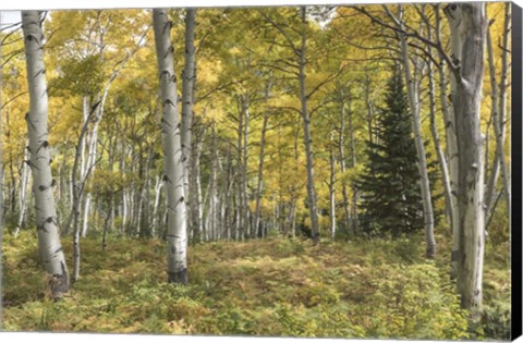 Framed Aspen Grove I Print