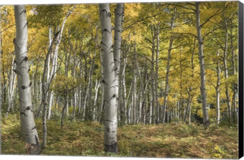 Framed Aspen Grove II Print