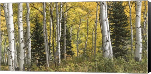 Framed Aspen Panorama Print