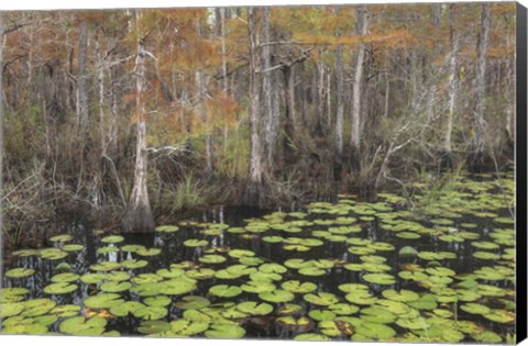 Framed Bayou Autumn Print