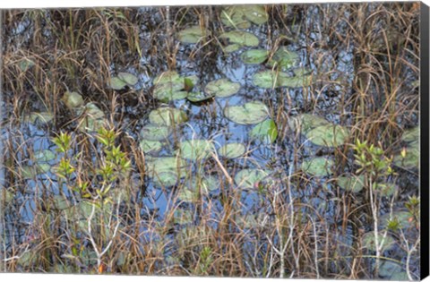 Framed Marsh Print