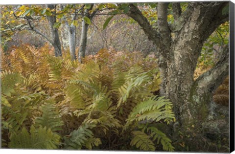 Framed Autumn Ferns Print