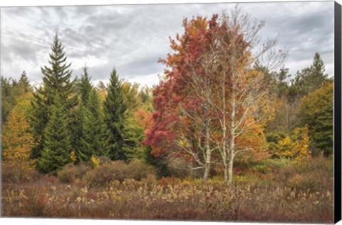 Framed Woodland Variety Print