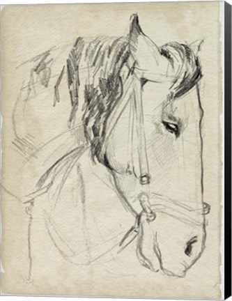 Framed Horse in Bridle Sketch I Print
