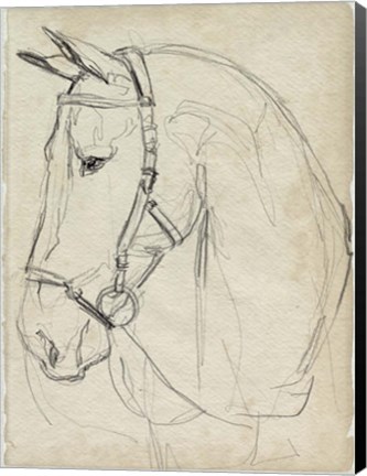 Framed Horse in Bridle Sketch II Print