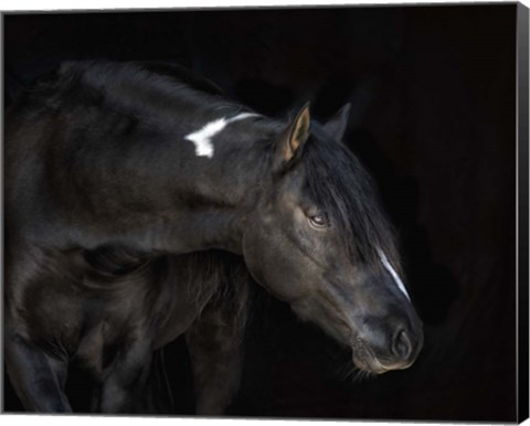 Framed Equine Portrait IV Print