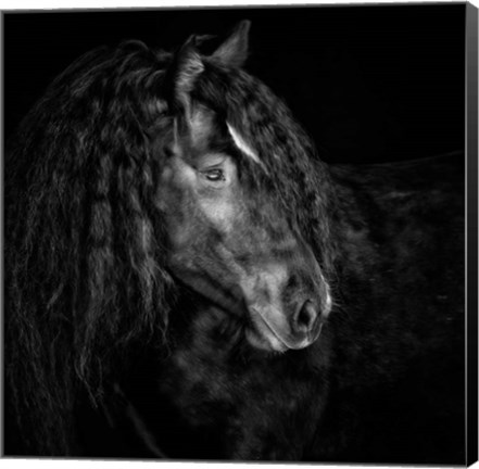 Framed Equine Portrait IX Print