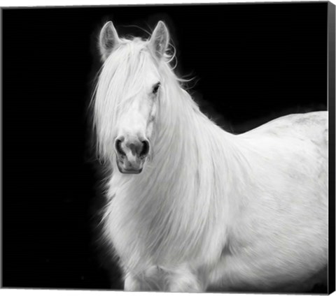 Framed Equine Portrait V Print