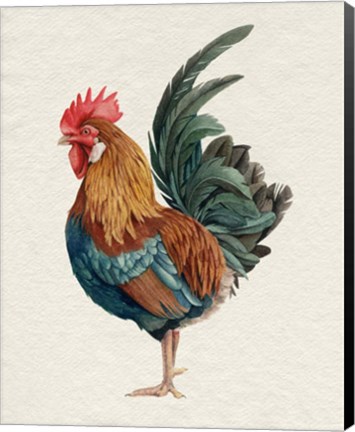 Framed Watercolor Rooster II Print