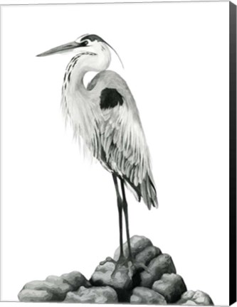 Framed Shoreline Heron in B&amp;W II Print