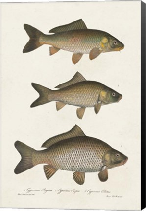 Framed Species of Antique Fish I Print