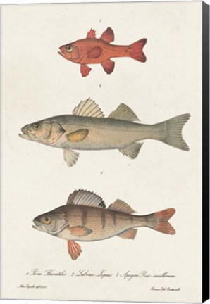 Framed Species of Antique Fish II Print