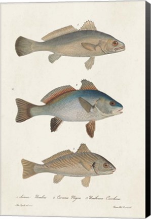 Framed Species of Antique Fish III Print