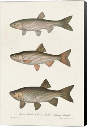 Framed Species of Antique Fish IV Print