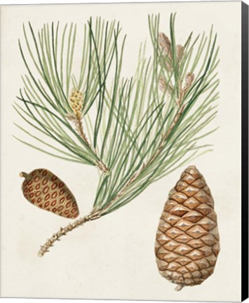 Framed Antique Pine Cones III Print