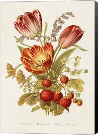 Framed Antique Floral Bouquet IV Print