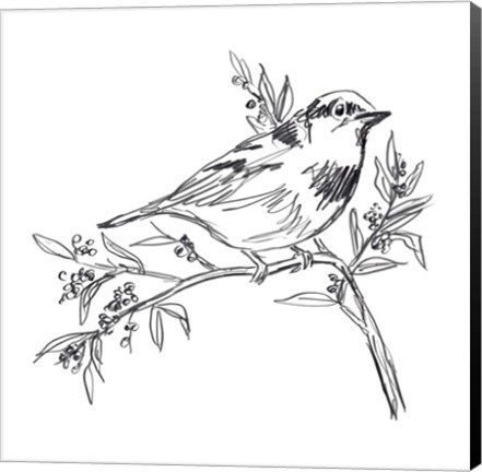 Framed Simple Songbird Sketches I Print