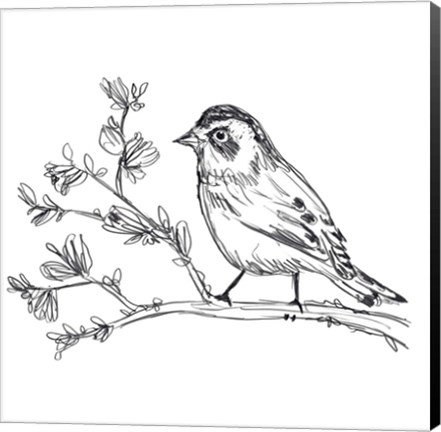 Framed Simple Songbird Sketches II Print