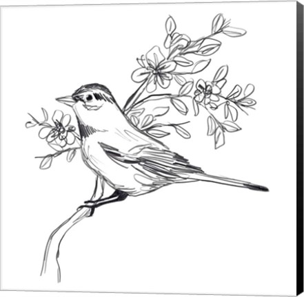 Framed Simple Songbird Sketches III Print