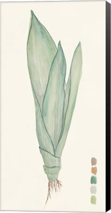 Framed Snake Plants II Print