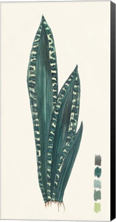 Framed Snake Plants III Print