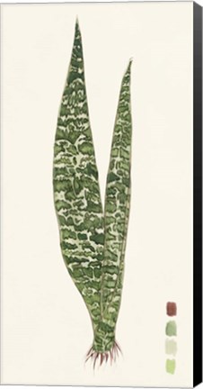 Framed Snake Plants IV Print