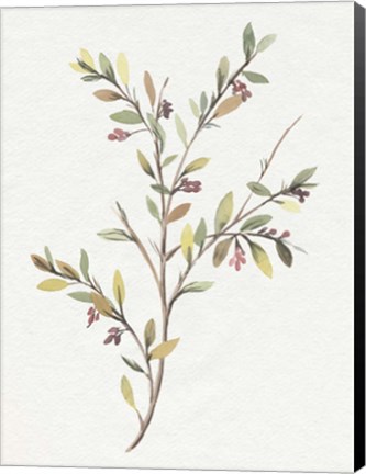 Framed Single Sprig II Print