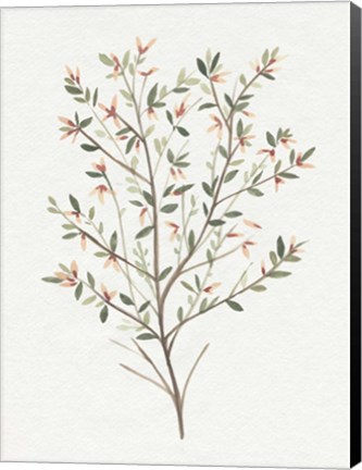 Framed Single Sprig III Print