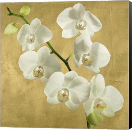 Framed Orchids on a Golden Background I Print