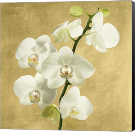 Framed Orchids on a Golden Background II Print