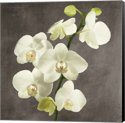 Framed Orchids on Grey Background II Print