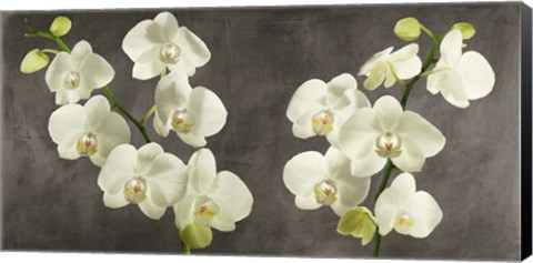 Framed Orchids on Grey Background Print