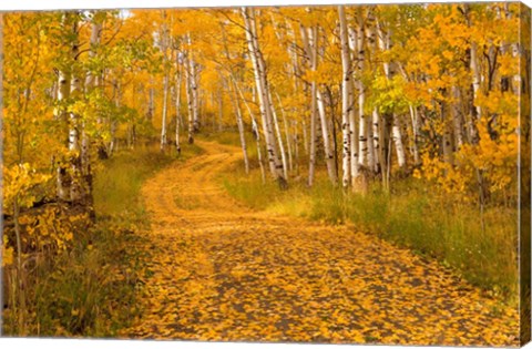 Framed Aspen Tree Trunks Print