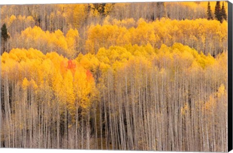 Framed Beckwith Aspens Print